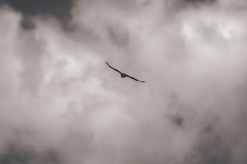 Vogel vliegt langs de wolken boven het toernooiterrein